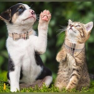 High Fashion 3 PCS Dog Collars for Small Puppy Collar and Leash Set